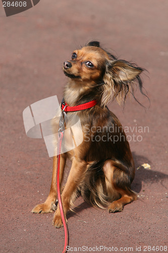 Image of Toy terrier