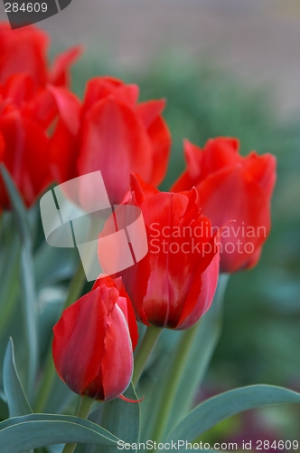 Image of Red tulips