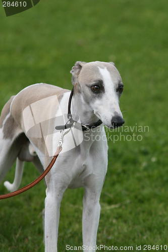 Image of whippet