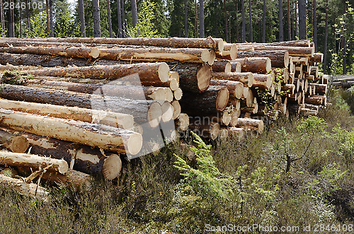 Image of felled in the forest trees