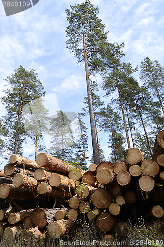 Image of felled in the forest trees on a background of sky