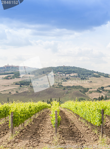 Image of Tuscan wineyard