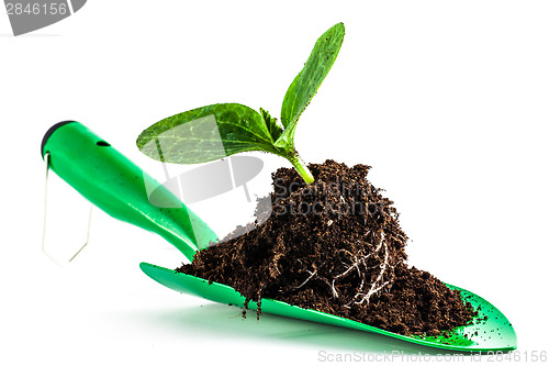 Image of Young plant on gardening tool