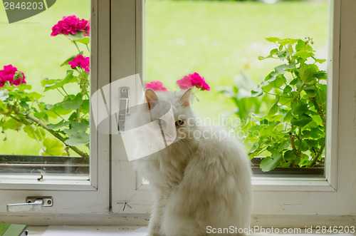 Image of White fluffy cat pet sit on window sill 