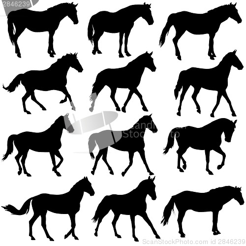 Image of Set vector silhouette of horse