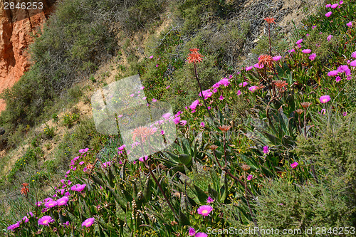 Image of Plants on the hill