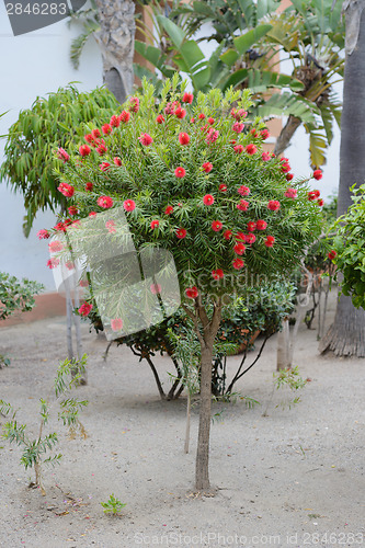 Image of Typical southern tree - bottlebrush