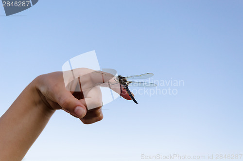 Image of large damselfly wings on finger 