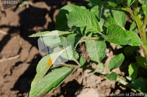 Image of colorado beetle bug eggs on potato plant leaf 