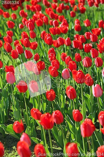 Image of Beautiful red tulips