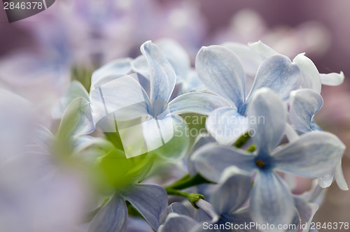 Image of Macroshot of lilac flower