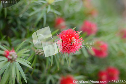 Image of Bacro shot of bottlebrush