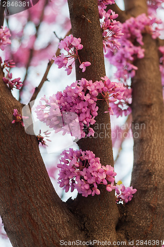 Image of Pink flowers growing on tree