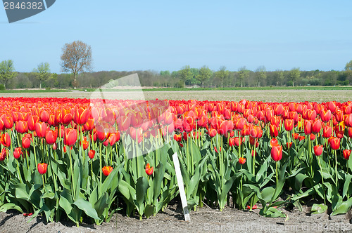 Image of Red tulips field