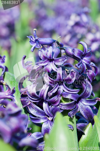 Image of Purple hyacinths