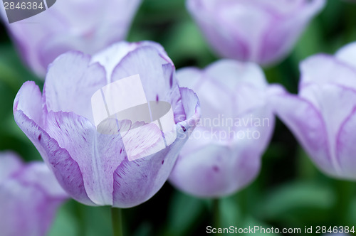 Image of Purple tulips