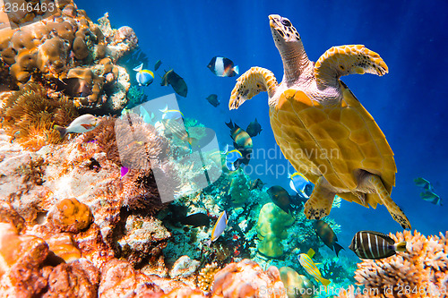 Image of Hawksbill Turtle - Eretmochelys imbricata