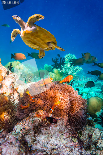 Image of Anemonefish