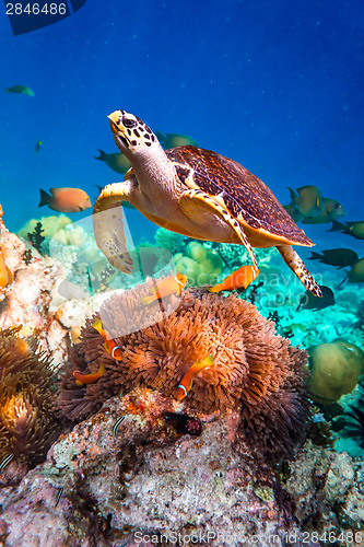 Image of Hawksbill Turtle - Eretmochelys imbricata