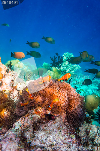 Image of Anemonefish