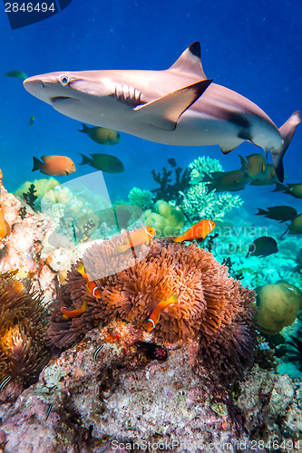 Image of Tropical Coral Reef.