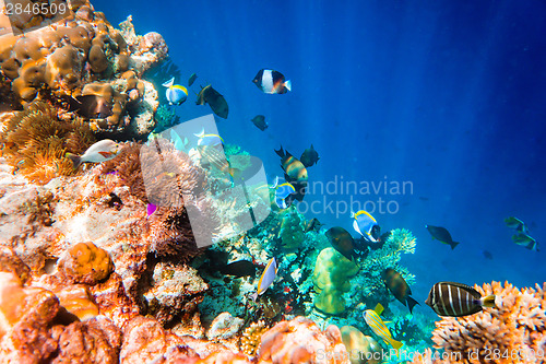 Image of Tropical Coral Reef.