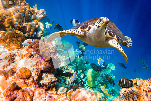 Image of Hawksbill Turtle - Eretmochelys imbricata