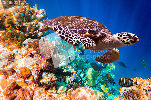 Image of Hawksbill Turtle - Eretmochelys imbricata