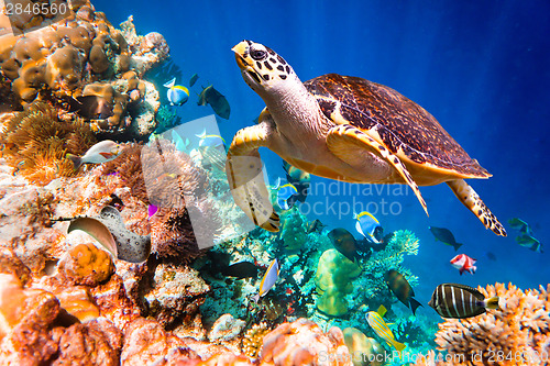 Image of Hawksbill Turtle - Eretmochelys imbricata