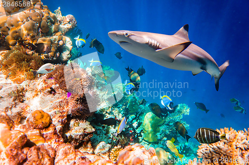 Image of Tropical Coral Reef.