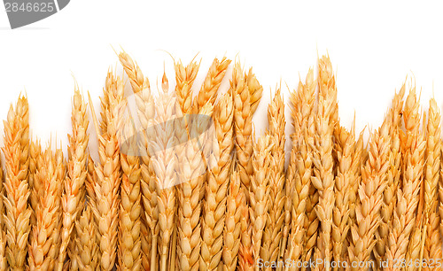 Image of Sheaf Golden Wheat Ears
