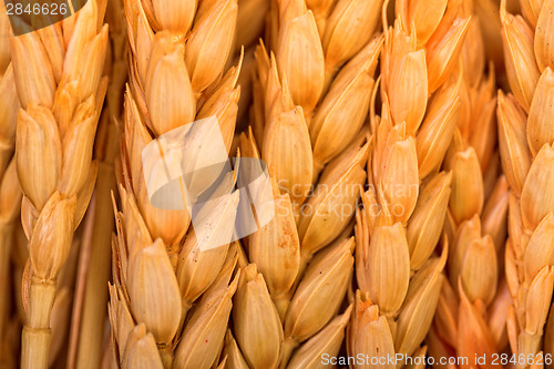 Image of Golden Wheat Ears