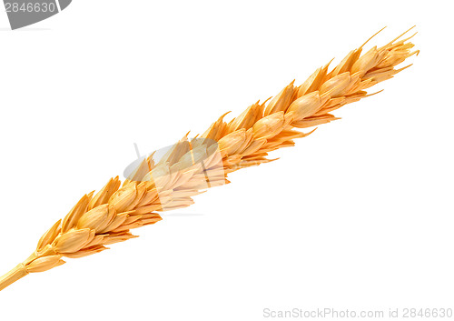 Image of Golden Wheat Ears