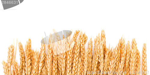 Image of Sheaf Golden Wheat Ears