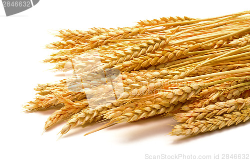 Image of Sheaf Golden Wheat Ears