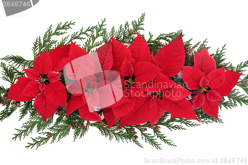 Image of Poinsettia Flower Display