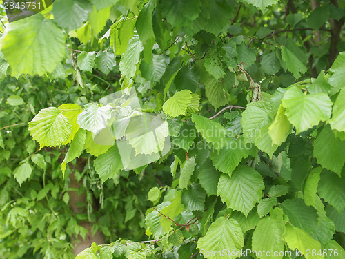 Image of Hazel tree leaf