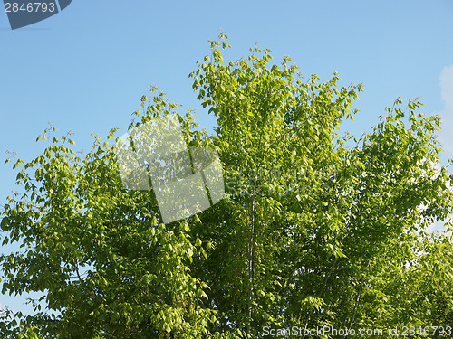 Image of Tree top