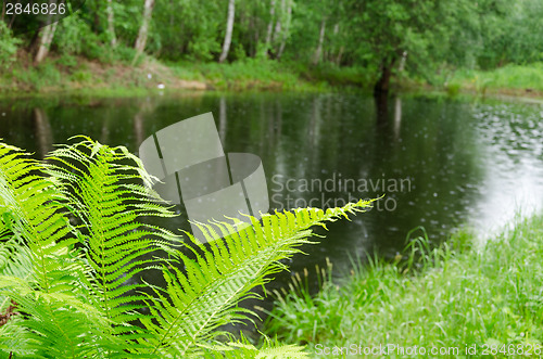 Image of fern leaves and pond glittering raindrops 