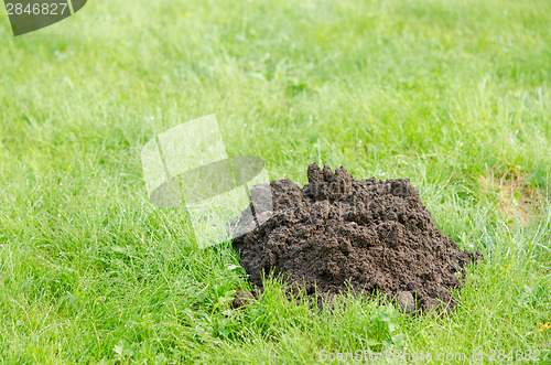 Image of fresh molehill on green meadow site in spring day 