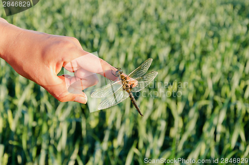 Image of closeup large damselfly wings on finger 