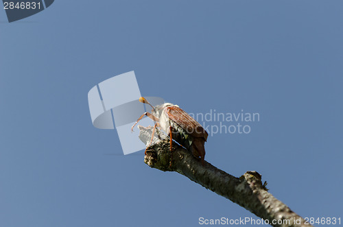 Image of chafer bug crawl on dry tree branch 