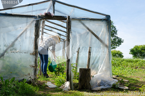 Image of Gardener woman with watering plants in greenhouse 