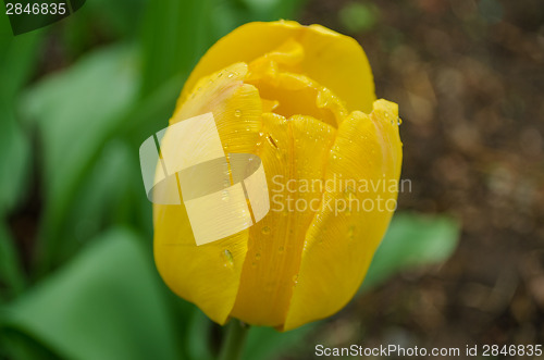 Image of close up of yellow dewy tulip  