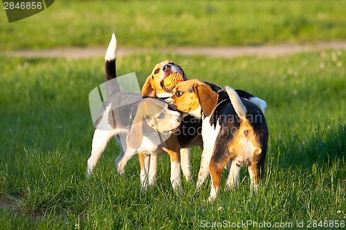 Image of Beagle dogs