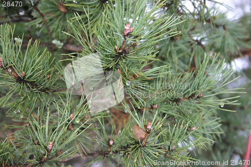 Image of pine-tree branch