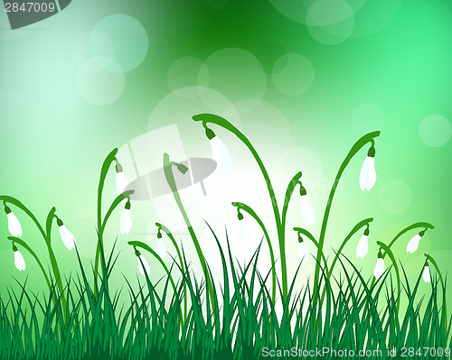 Image of Summer meadow background with snowdrops