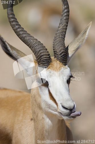 Image of Male Springbok