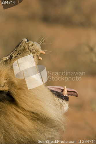 Image of Lion Yawning