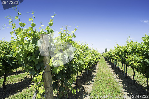 Image of Green Vineyards 